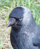 Image before