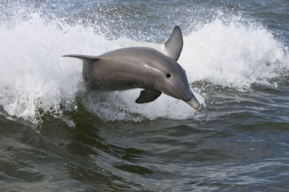 Jumping dolphin (Pug Father photostream)